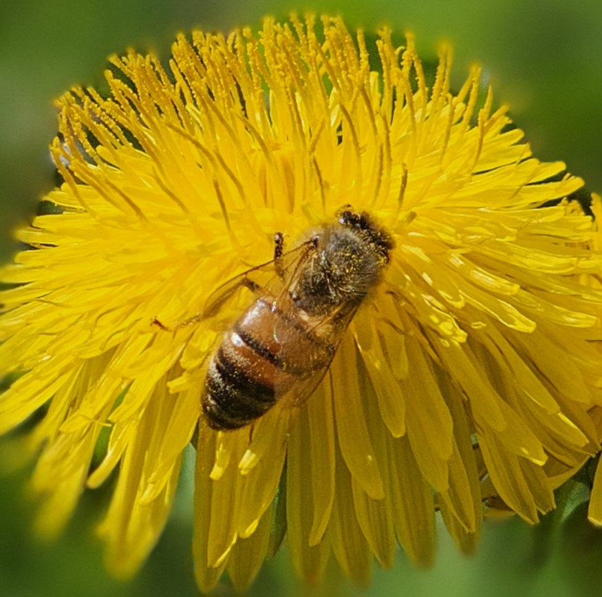 Ape su un fiore giallo