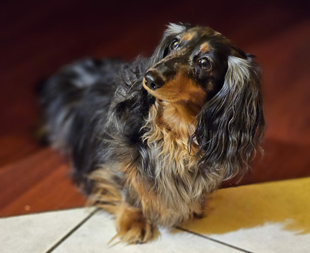 Cane