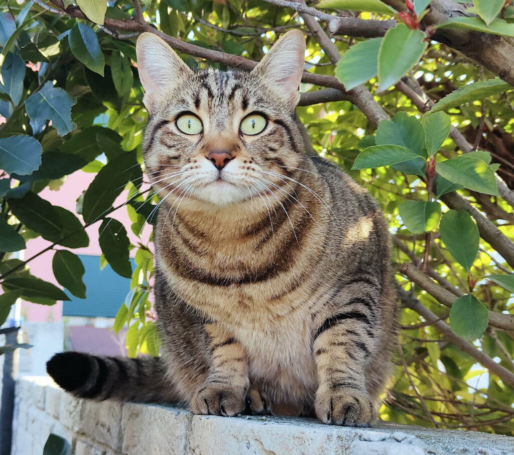 Gatto seduto su un muretto