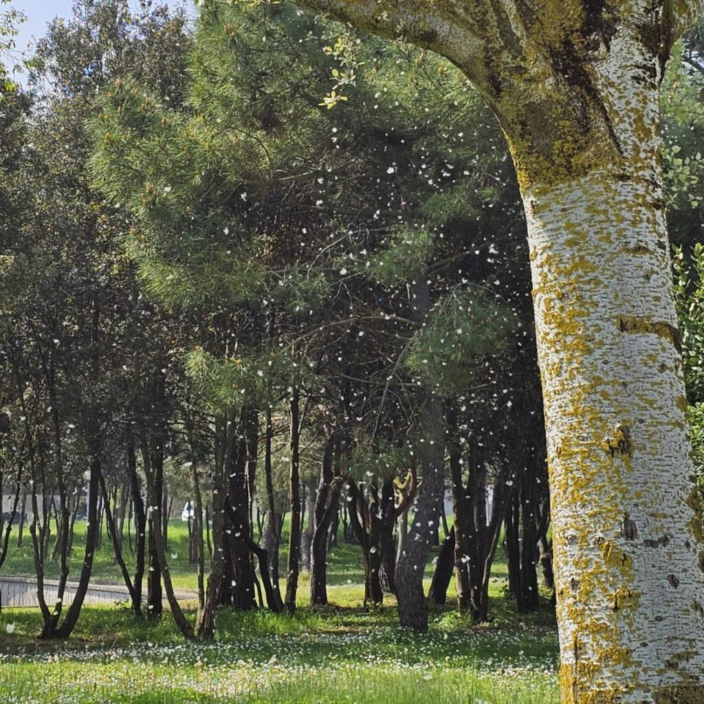 Pioppo e il piumino