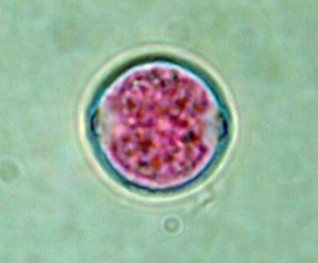 Polline di Broussonetia Papyrifera