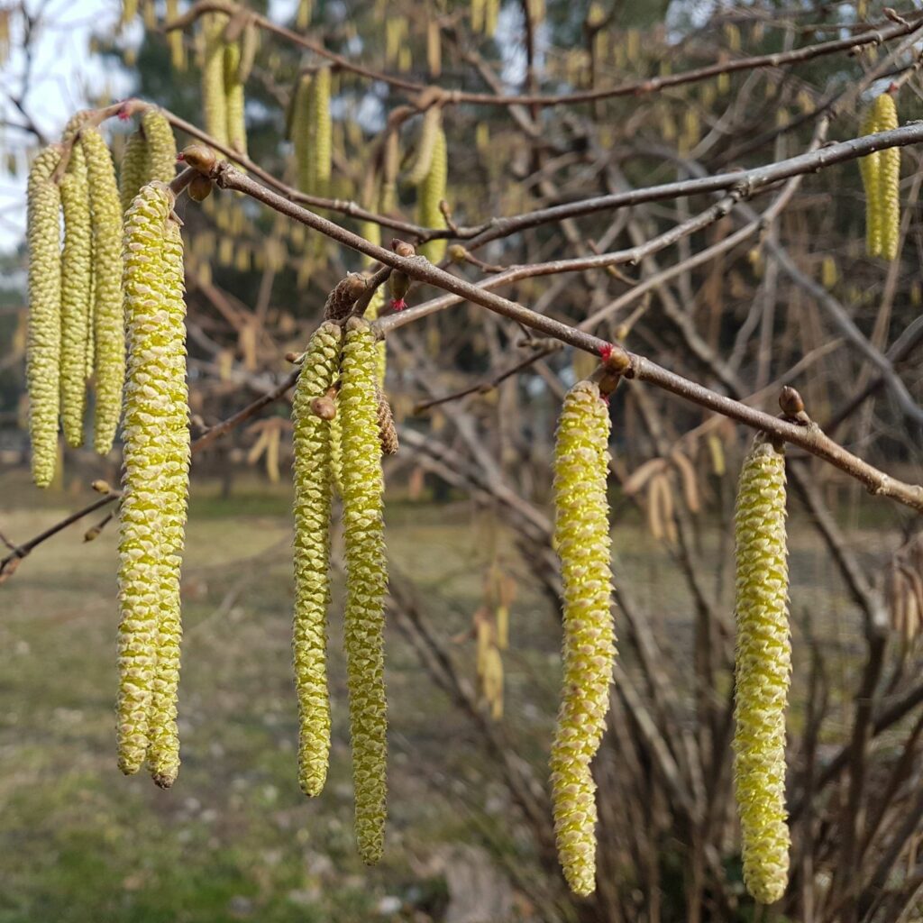 Fiori di nocciolo