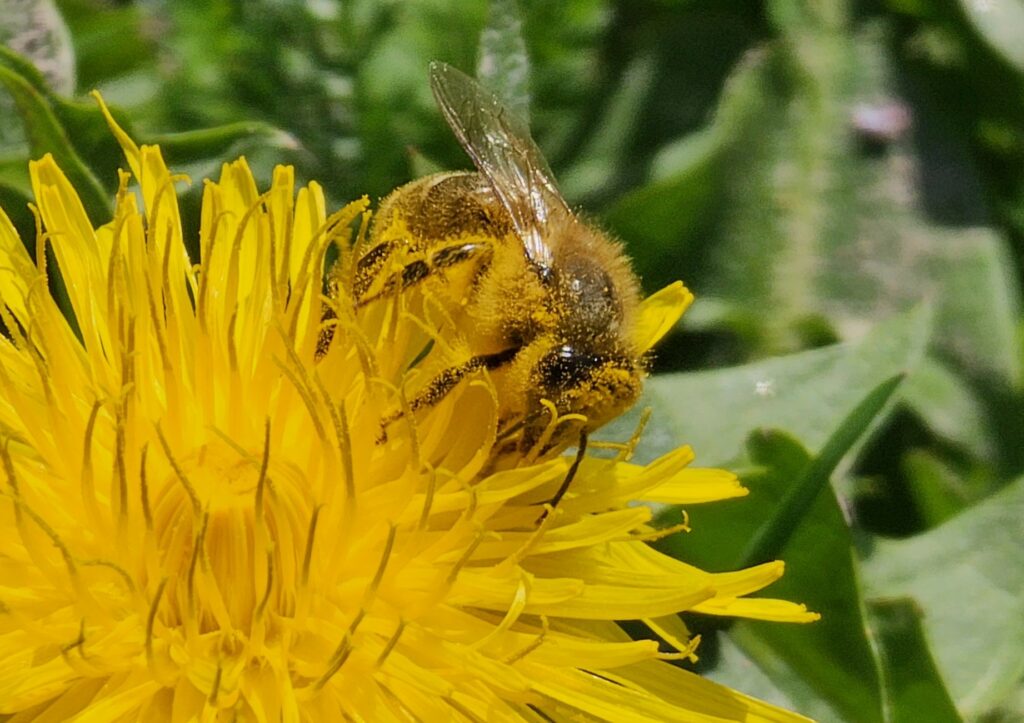 pollinazione entomofila